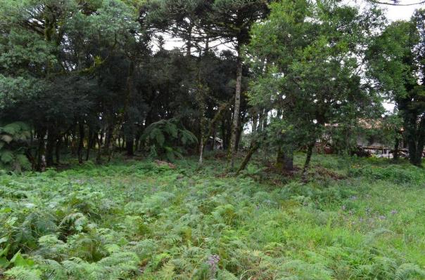 Terreno à venda, 5000 m² por r$ 3.500.000,00 - vila suica - canela/rs - Foto 9