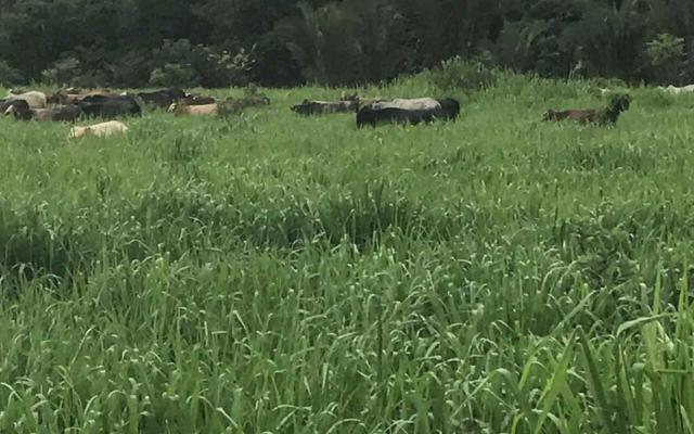 Fazenda em Nova Olímpia MT 550 hectares - Foto 3