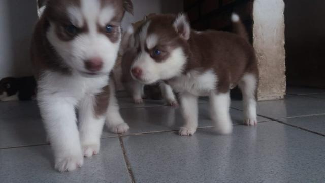 Lindos filhotes de Husky Siberiano disponível - Foto 5