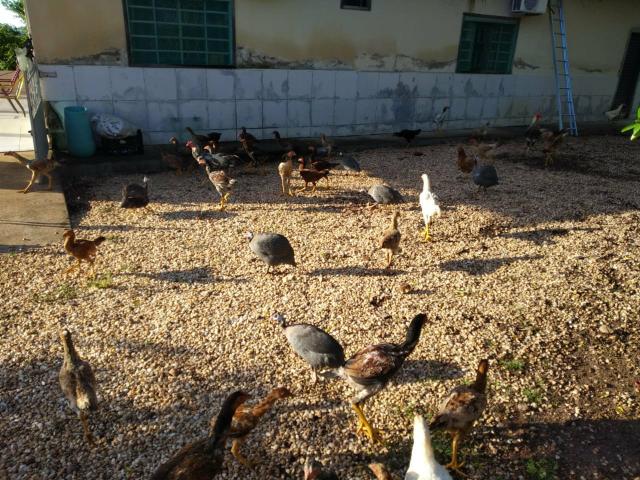 Chácara em Itapirapuã - Foto 6