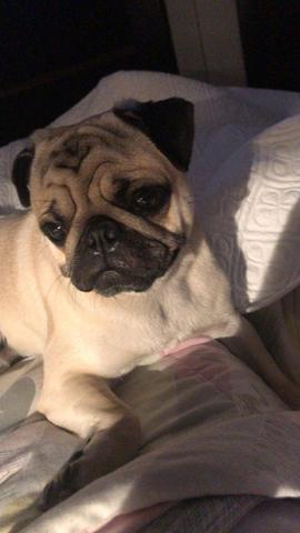 Pug para cruza
