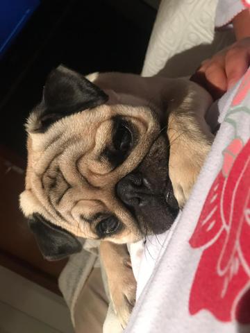 Pug para cruza - Foto 3