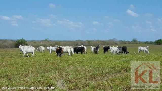 Grande oportunidade, fazenda com 37 hectares, casa sede, em Ielmo Marinho - Foto 8