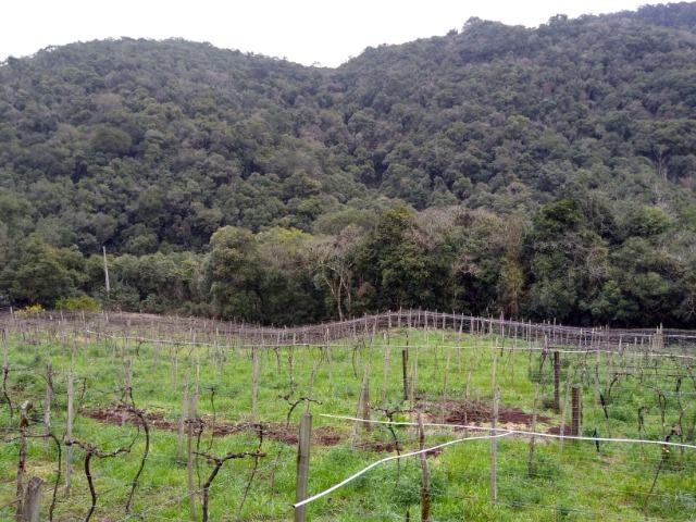 Chácara São Gotardo de Ana Rech 2500m Rio São Marcos 1/4ha - Foto 3