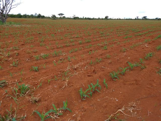 Chácara 6.2 alqueires ( 30 ha ) Águas Lindas-GO 80% permutas - Foto 14