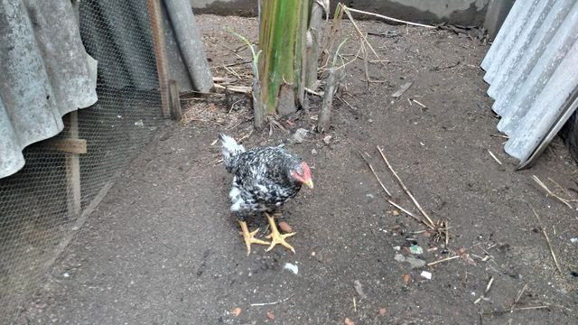 Frangos - Foto 3