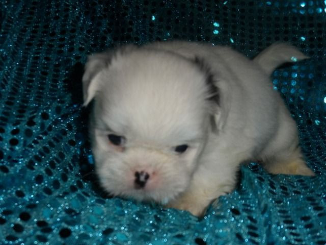 Shih tzu fêmeas. Apaixonantes! A sua felicidade e de sua família. Achou!!!