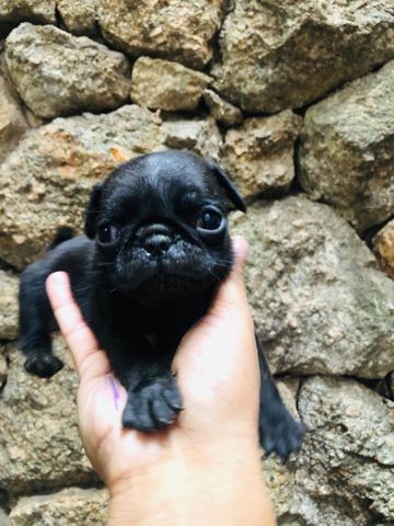 Fofo filhote te pug preto - Foto 3
