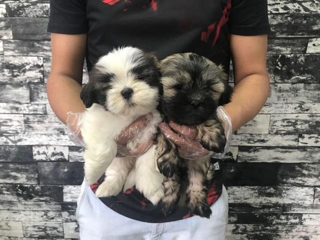 Filhotes de Lhasa Apso * (Whatsapp) - Luan Nero - Foto 2