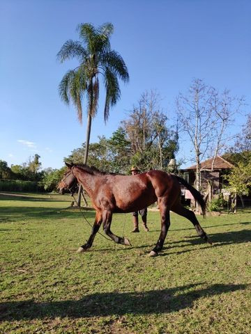 Égua super mansa - Quarto de Milha - Foto 3