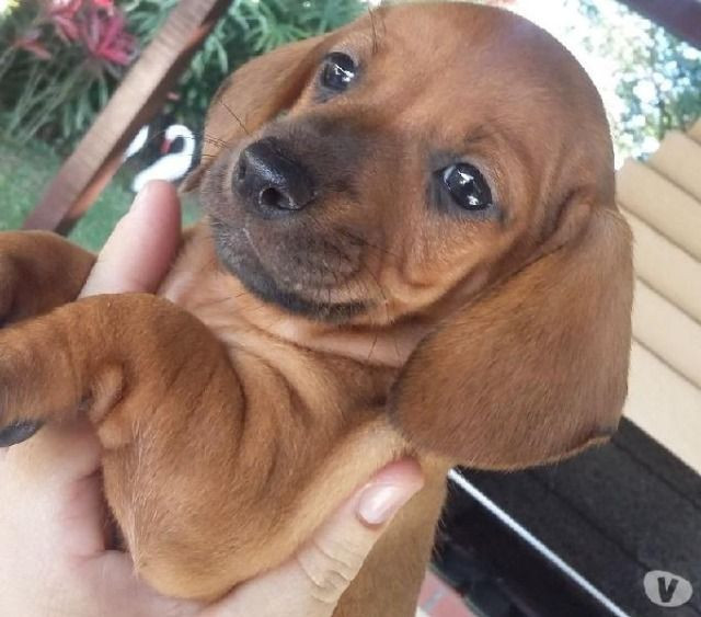 Basset teckel lindo