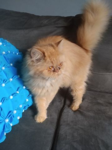 Vendo gata persa