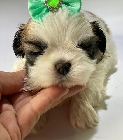 Shihtzu Fêmea com garantia de pureza e vida em contrato ja vacinado - Foto 2