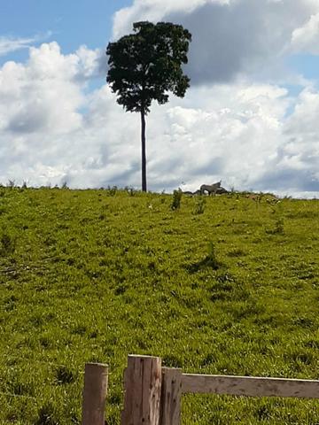 Venda fazenda 20 alqueires localizada 5 km da vila Paulo fonteles - Foto 4