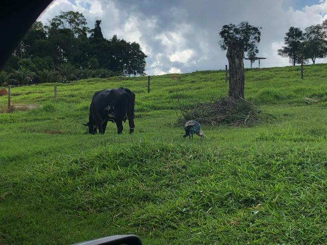 8 vacas de leite paridas