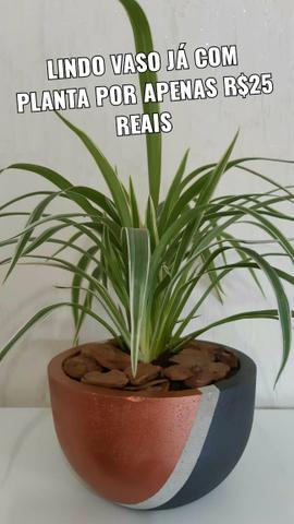 Lindos vasos de plantas!! - Foto 5