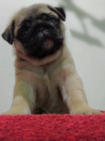 Filhote Pug - Foto 4