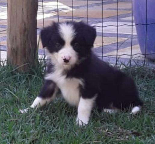 Border collie