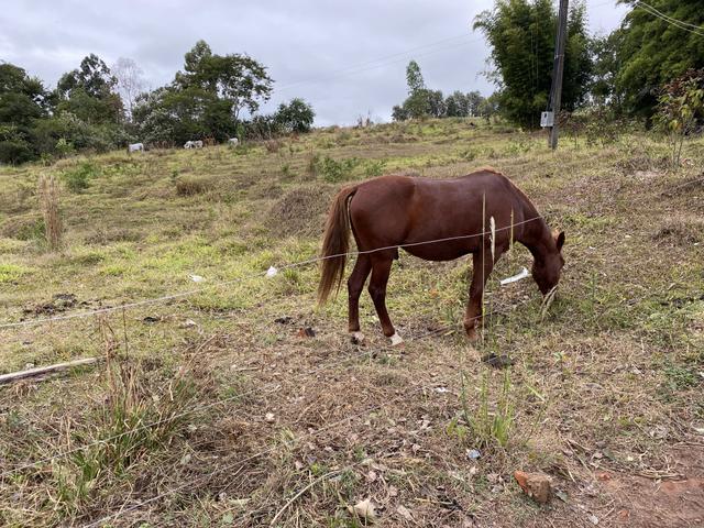 Cavalo inteiro - Foto 2