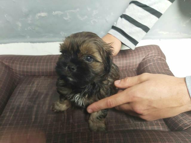 Shih tzus machos - Foto 2