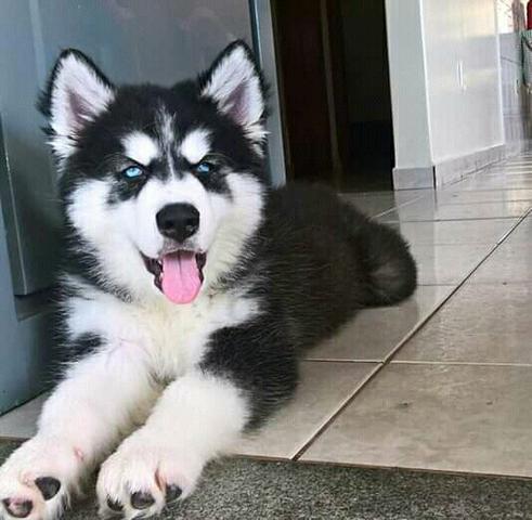 Filhotes de Husky Siberiano Garantia Recibo Pedigree