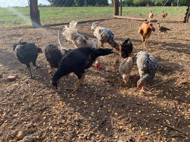 Vendo frango e galinha caipira original já picados - Foto 2