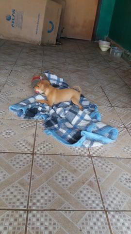 Cachorro 2 meses vacinado para doação - Foto 4