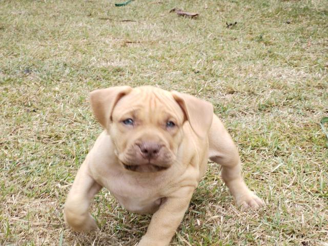 Pit Monster