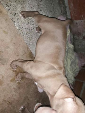 )filhote marrom pit monster (trocas) - Foto 3