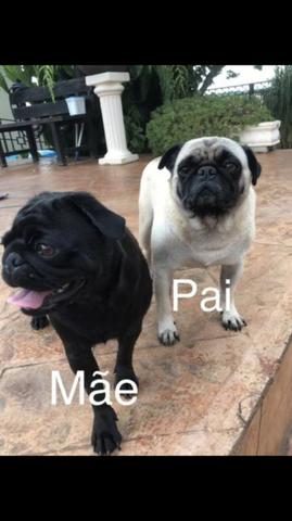 Pug filhote cão cachorrinhos pug - Foto 2