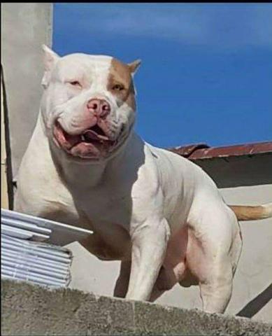 Pit monster (Bully xl xxl) - Foto 4
