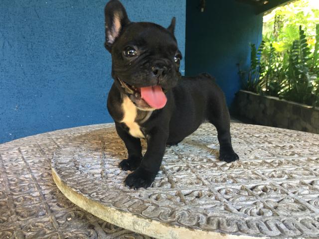 Bulldog francês fêmea preta disponível - Foto 3
