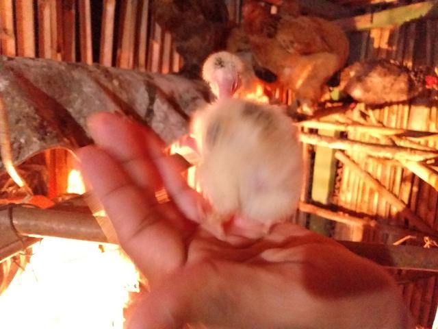 Pintinho Galinha Caipira