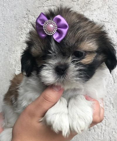 Shihtzu Fêmea Parcelamos em ate 12x ja vacinada - Foto 2