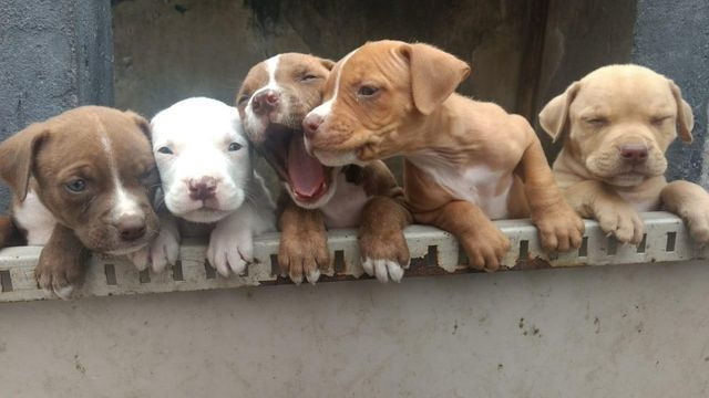 Filhotes de Pitbull * (Whatsapp) - Luan Nero