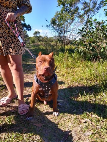 Pitbull procura namorada - Foto 2
