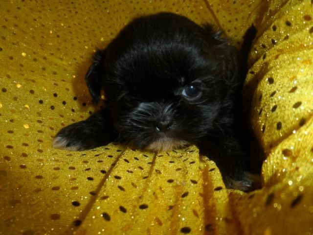 Shih tzu fêmeas. Apaixonantes! A sua felicidade e de sua família. Achou!!! - Foto 3