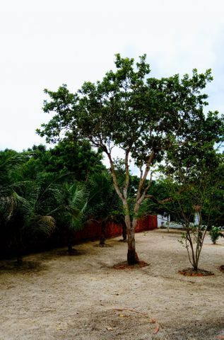 Sítio Murado no Aquiraz (Casa de Campo) - Foto 7