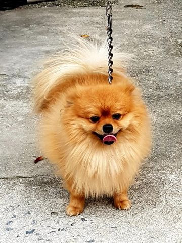 Procuro uma namorada pro meu Splitz alemão/Lulu da pomerania - Foto 2