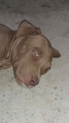 Pitbull - Foto 2