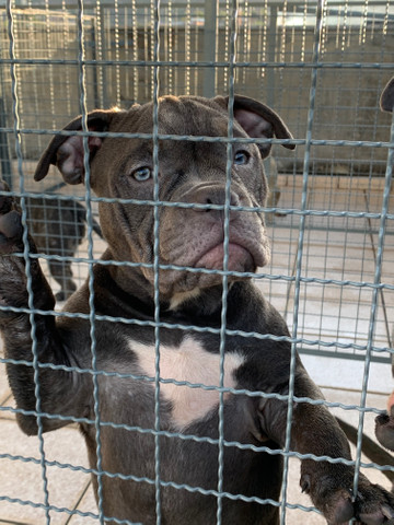 Última filhote American Bully Tri Blue Ghost Disponível (Valor Promocional) - Foto 5