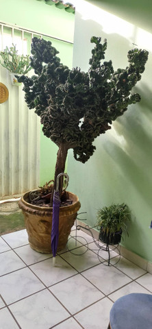 Belissimo cactos " monstruoso" - Foto 4