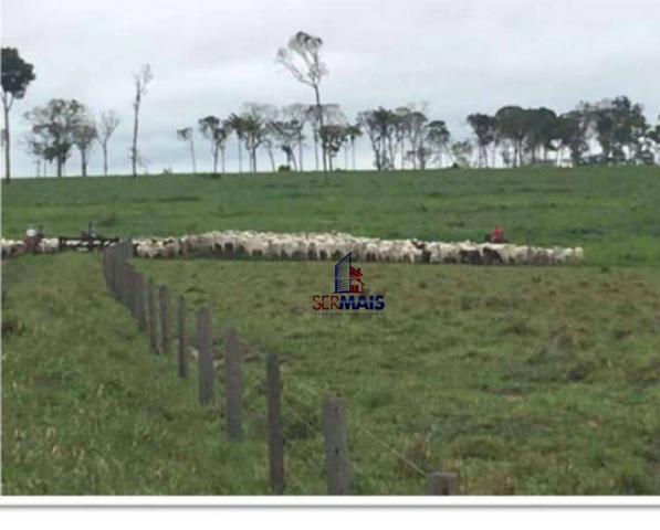 Belíssima fazenda a venda na divisa de Rondônia com o estado de mato grosso - Foto 8