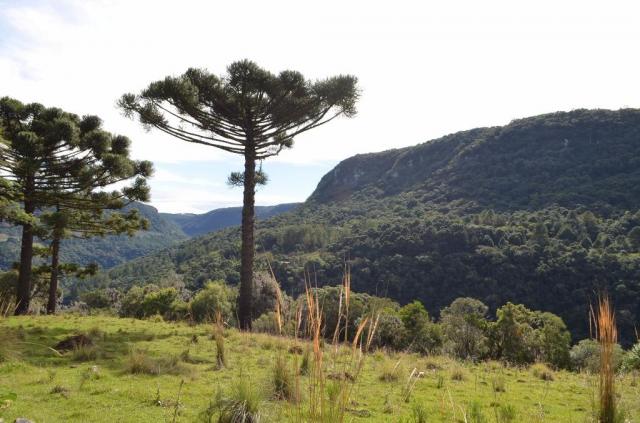 Sítio à venda, morro redondo, gramado. - Foto 7