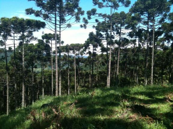 Terreno à venda, 800 m² por r$ 478.800,00 - condomínio aspen mountain - gramado/rs - Foto 6