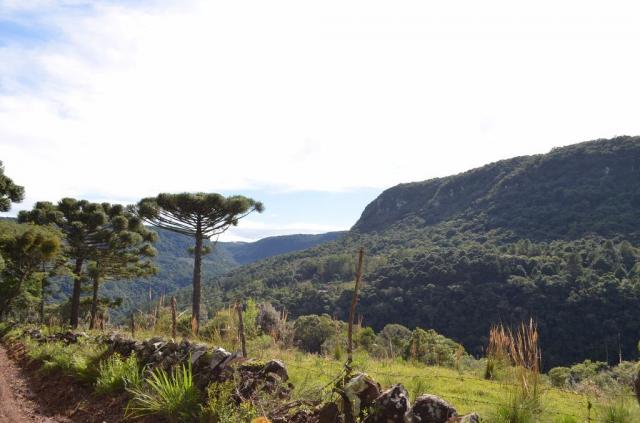 Sítio à venda, morro redondo, gramado.