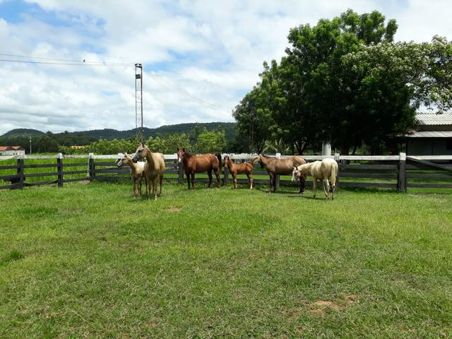 Fazenda em Santo Antônio á venda - Foto 12
