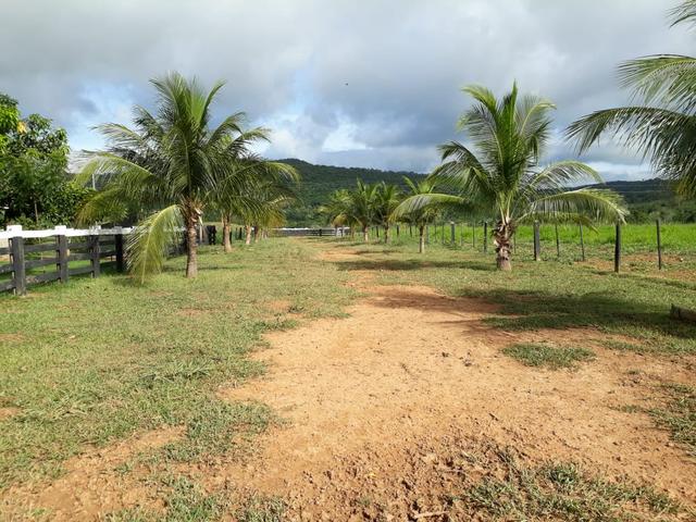 Fazenda em Santo Antônio á venda - Foto 5