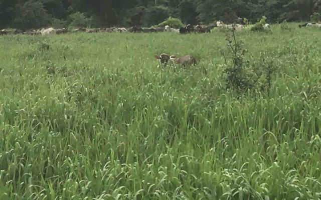 Fazenda em Nova Olímpia MT 550 hectares - Foto 6