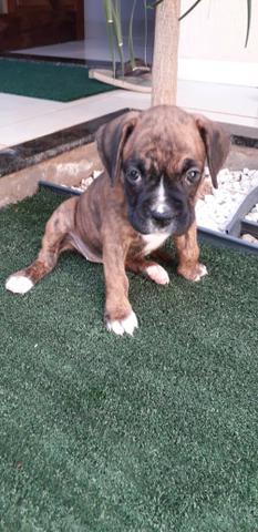 Filhote de Boxer - Foto 3